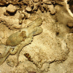 Amazing Sea Creatures During Low Tide in El Nido