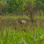 The Wildlife of Chitwan National Park