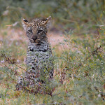 5 Places To See Leopards On An African Safari