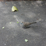 Spotting Wildlife in Bangkok’s Urban Jungle