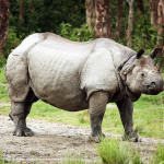 The Animals of Jaldapara Wildlife Sanctuary