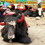 Flipnomad’s Photo Thursday – The Yaks of Tsomgo Lake