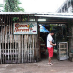 Creamy Cashew Nuts of Coron Harvest