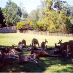 10 Things You Should do in Brisbane